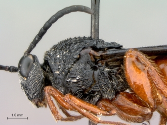 Oberthuerella_lenticularis_Ivory Coast_female_head_mesosoma_lateral
